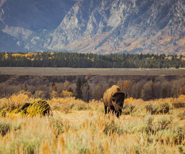 tim-peterson-1099515-unsplash